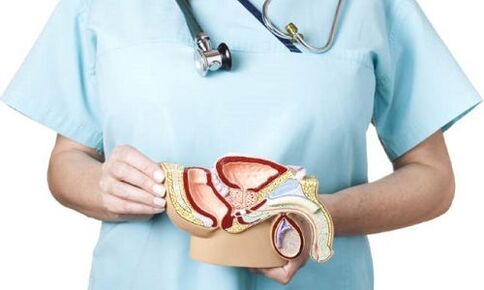 model of the male genitourinary system and treatment of prostatitis